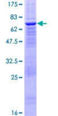 Other Recombinant Human BDP1 GST (N-Term) Protein