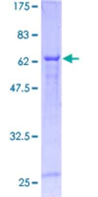 SDS-Page: Recombinant Human Cyclin M3 Protein [H00026505-P01] - 12.5% SDS-PAGE Stained with Coomassie Blue.