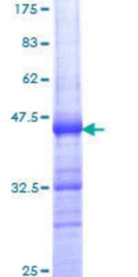 Other Recombinant Human INTS6 GST (N-Term) Protein