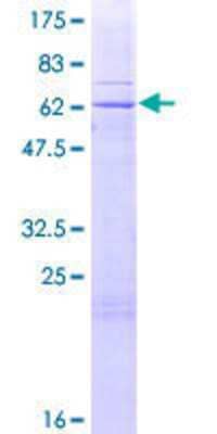 SDS-Page: Recombinant Human TRUB2 Protein [H00026995-P01] - 12.5% SDS-PAGE Stained with Coomassie Blue.