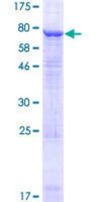 Other Recombinant Human Kv8.1 GST (N-Term) Protein