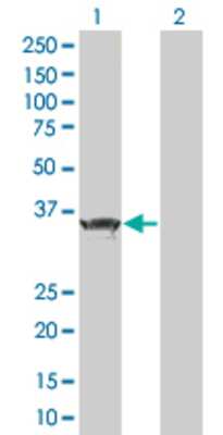 Lane 1: ZBTB32 transfected lysate (33.33 KDa) Lane 2: Non-transfected lysate.