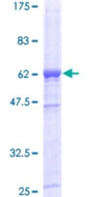 SDS-Page: Recombinant Human DAPP1 Protein [H00027071-P01] - 12.5% SDS-PAGE Stained with Coomassie Blue.