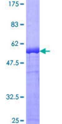 SDS-Page: Recombinant Human DAPP1 Protein [H00027071-P02] - 12.5% SDS-PAGE Stained with Coomassie Blue.