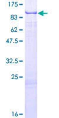 SDS-Page: Recombinant Human RPUSD2 Protein [H00027079-P01] - 12.5% SDS-PAGE Stained with Coomassie Blue.