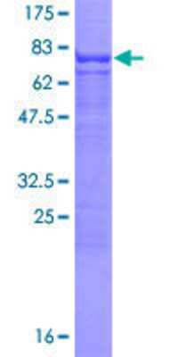 Unknown Recombinant Human Clusterin-like 1/CLUL1 GST (N-Term) Protein