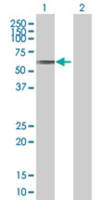 Lane 1: CLUL1 transfected lysate (54.2 KDa) Lane 2: Non-transfected lysate.