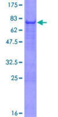 SDS-Page: Recombinant Human PDE7B Protein [H00027115-P01] - 12.5% SDS-PAGE Stained with Coomassie Blue.