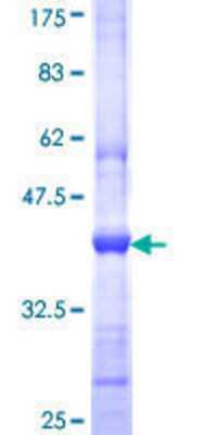 SDS-PAGE Recombinant Human PIB5PA GST (N-Term) Protein