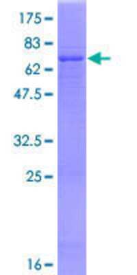 SDS-Page: Recombinant Human AMCase/CHIA Protein [H00027159-P01] - 12.5% SDS-PAGE Stained with Coomassie Blue.