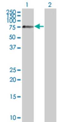 Lane 1: SESN1 transfected lysate (63.8 KDa) Lane 2: Non-transfected lysate.