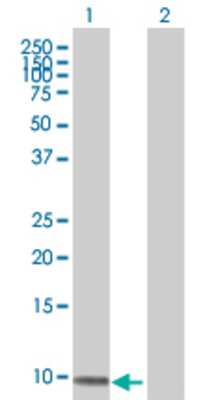 Lane 1: ZNF544 transfected lysate (12 KDa) Lane 2: Non-transfected lysate.