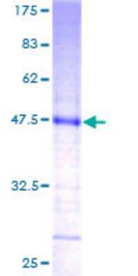Other Recombinant Human KCNMB4 GST (N-Term) Protein