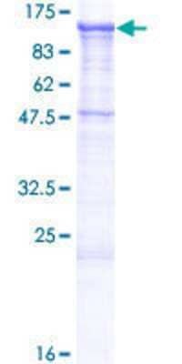 Other Recombinant Human Cadherin-19 GST (N-Term) Protein