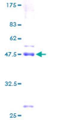 Other Recombinant Human SNX24 GST (N-Term) Protein