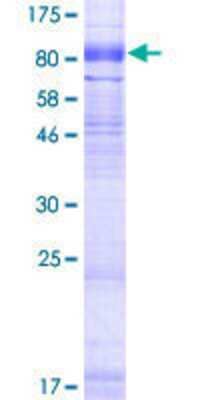 SDS-Page: Recombinant Human SLC6A16 Protein [H00028968-P01] - 12.5% SDS-PAGE Stained with Coomassie Blue.