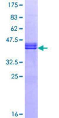 Other Recombinant Human RGC32 GST (N-Term) Protein