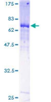 SDS-PAGE Recombinant Human MYLIP GST (N-Term) Protein