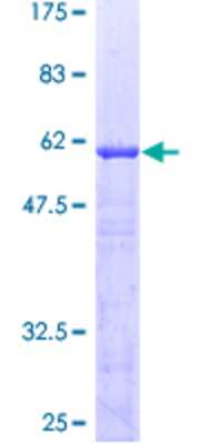Other Recombinant Human ABT1 GST (N-Term) Protein