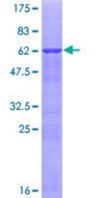 SDS-PAGE Recombinant Human ABT1 GST (N-Term) Protein