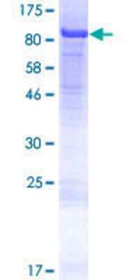 Other Recombinant Human NCAPH2 GST (N-Term) Protein