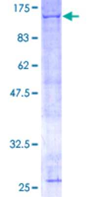 Other Recombinant Human ANAPC2 GST (N-Term) Protein