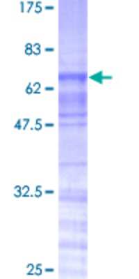 SDS-PAGE Recombinant Human TRA2A GST (N-Term) Protein