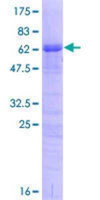SDS-PAGE Recombinant Human TRA2A GST (N-Term) Protein