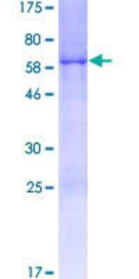 SDS-Page: Recombinant Human CCDC106 Protein [H00029903-P01] - 12.5% SDS-PAGE Stained with Coomassie Blue.