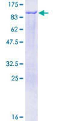 Recombinant Human Epsin 1 Protein [H00029924-P01] - 12.5% SDS-PAGE Stained with Coomassie Blue.