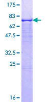 Other Recombinant Human GMPPA GST (N-Term) Protein