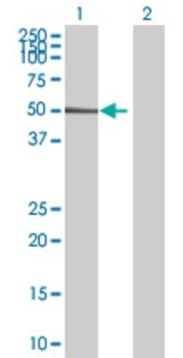Lane 1: OSGIN1 transfected lysate (52.58 KDa) Lane 2: Non-transfected lysate.