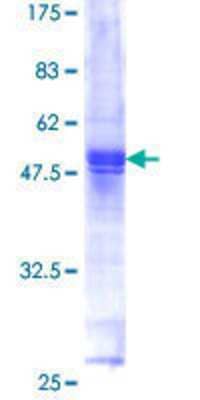 Other Recombinant Human CDIP GST (N-Term) Protein