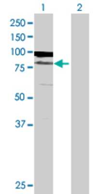 Lane 1: BAZ2B transfected lysate (70.84 KDa) Lane 2: Non-transfected lysate.