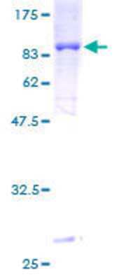 Other Recombinant Human TBX22 GST (N-Term) Protein