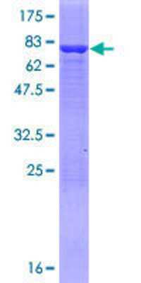 Other Recombinant Human AMDHD2 GST (N-Term) Protein