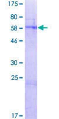 Other Recombinant Human FAHD2A GST (N-Term) Protein