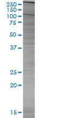 GLRX2 transfected lysate.