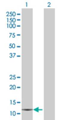 Lane 1: GLRX2 transfected lysate (18.15 KDa) Lane 2: Non-transfected lysate.