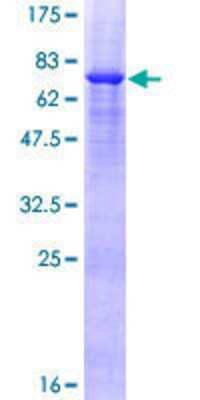 Other Recombinant Human VPS36 GST (N-Term) Protein