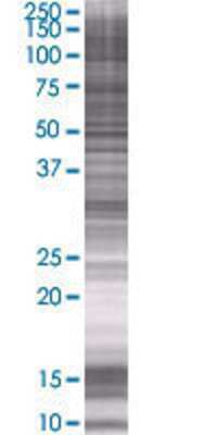 GLOD4 transfected lysate.