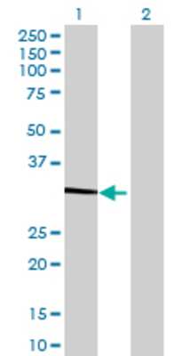 Lane 1: GLOD4 transfected lysate (32.89 KDa) Lane 2: Non-transfected lysate.