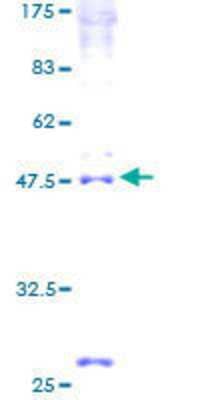 Other Recombinant Human INSIG-2 GST (N-Term) Protein