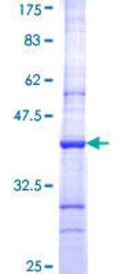 Other Recombinant Human CRBN GST (N-Term) Protein