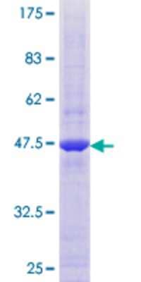 Other Recombinant Human MARCH2 GST (N-Term) Protein