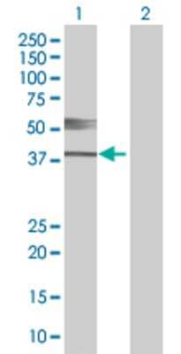 Lane 1: THEG transfected lysate (41.8 KDa). Lane 2: Non-transfected lysate.