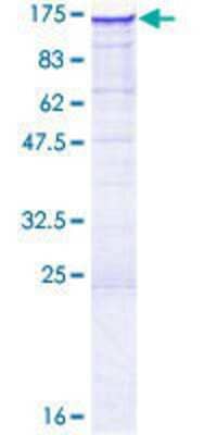 Other Recombinant Human FAM13B1 GST (N-Term) Protein
