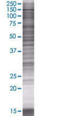 C5orf5 transfected lysate.