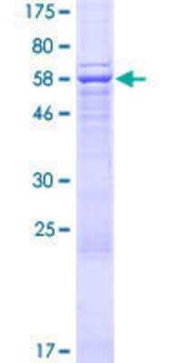 SDS-Page: Recombinant Human Archaemetzincin 2 Protein [H00051321-P01] - 12.5% SDS-PAGE Stained with Coomassie Blue.