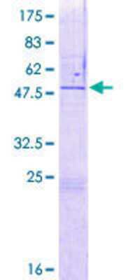 SDS-Page: Recombinant Human ZNF771 Protein [H00051333-P01] - 12.5% SDS-PAGE Stained with Coomassie Blue.